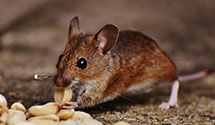 24 Hour & Emergency Exterminators in Jacksonville, NC